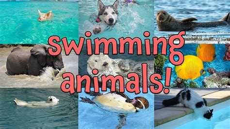 Animals That Can't Swim: A Dive into the Unlikely and the Unexpected