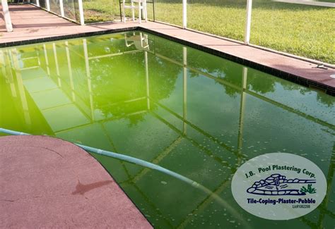 Can You Swim with Algae in the Pool? And Why Does It Feel Like a Salad?