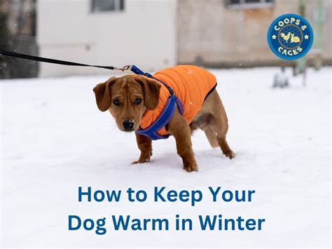 How to Keep Outdoor Dogs Warm in Winter: A Guide to Ensuring Their Comfort and Safety