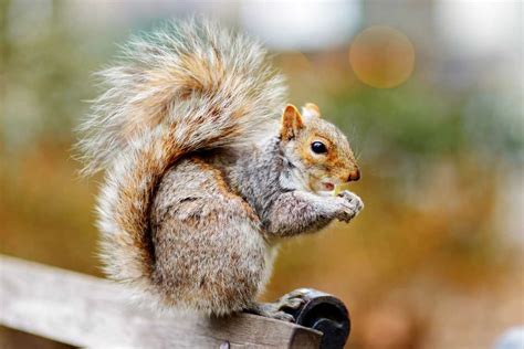 What are the tips in golf, and why do squirrels love acorns more than birdies?