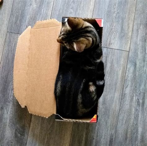 What Do Outdoor Cats Like to Sleep In? And Why Do They Prefer Cardboard Boxes Over Beds?