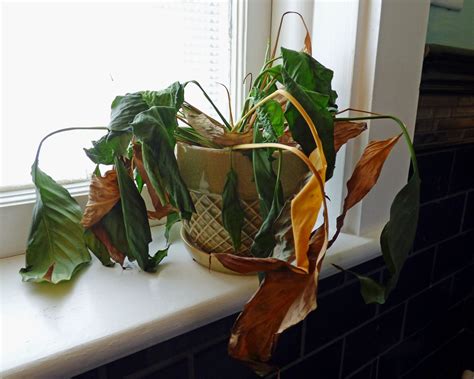 Why Are My Outdoor Plants Dying? And Why Do They Seem to Prefer Rainbows Over Water?